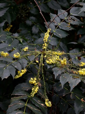 Mahonia du japon Mahonia japonica 'Hivernant' arbuste Mahonia japonica 'Hivernant' arbuste
