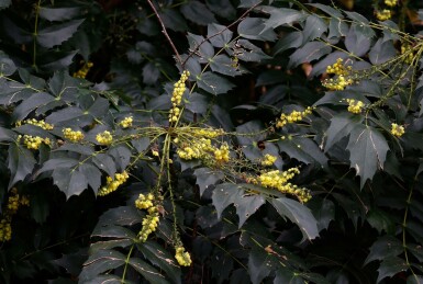 Mahonia du japon Mahonia japonica 'Hivernant' arbuste Mahonia japonica 'Hivernant' arbuste