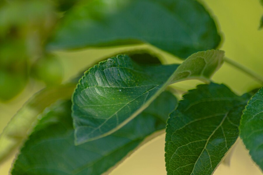 Pommier ornemental Malus 'Golden Hornet' arbuste Malus 'Golden Hornet' arbuste