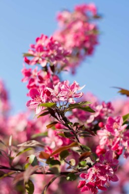 Pommier Malus 'Mokum' arbuste Malus 'Mokum' arbuste
