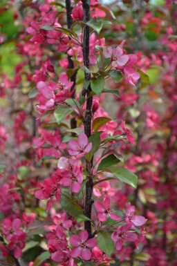 Pommier à fleurs Malus toringo 'Scarlett' arbuste Malus toringo 'Scarlett' arbuste