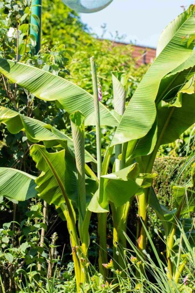 Bananier du japon Musa basjoo arbuste Musa basjoo arbuste
