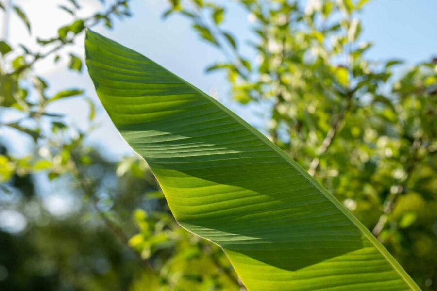 Bananier du japon Musa basjoo arbuste Musa basjoo arbuste