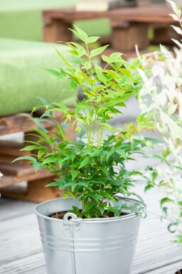 Bambou sacré Nandina domestica 'Lemon and Lime' arbuste Nandina domestica 'Lemon and Lime' arbuste