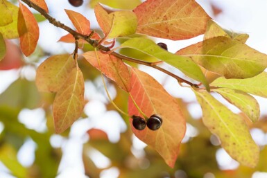 Nyssa sylvatica arbuste 80-100 cm