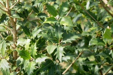 Faux houx Osmanthus heterophyllus arbuste Osmanthus heterophyllus arbuste