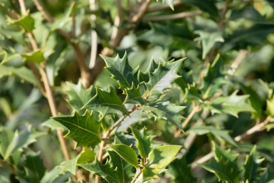 Osmanthus heterophyllus arbuste 60-80 cm