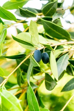 Osmanthus heterophyllus arbuste 60-80 cm