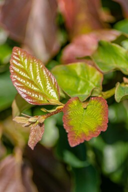 Parrotie de perse Parrotia persica 'Vanessa' arbuste Parrotia persica 'Vanessa' arbuste