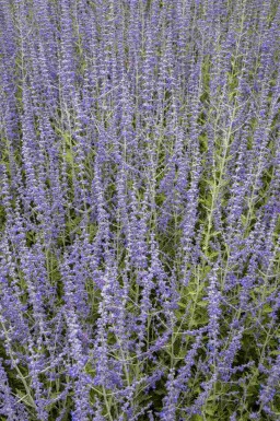 Perovskia Perovskia atriplicifolia arbuste Perovskia atriplicifolia