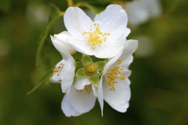 Philadelphus coronarius