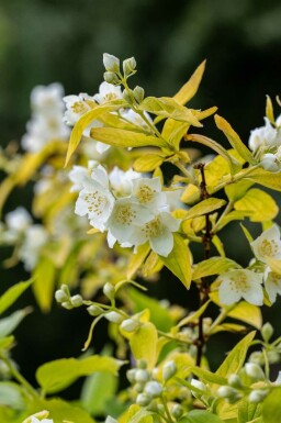 Philadelphus coronarius 'Aureus'