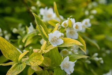 Philadelphus coronarius 'Aureus'