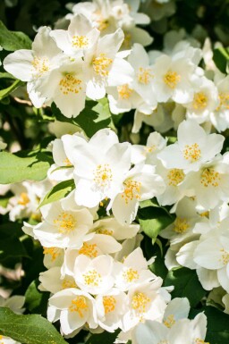 Seringat Philadelphus 'Lemoinei' arbuste Philadelphus 'Lemoinei' arbuste