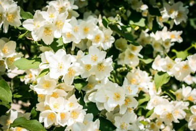 Philadelphus 'Lemoinei'