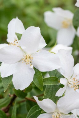 Philadelphus 'Manteau d'Hermine'