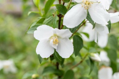 Philadelphus 'Manteau d'Hermine'
