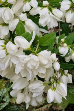 Philadelphus 'Snowbelle'