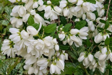 Philadelphus 'Snowbelle'