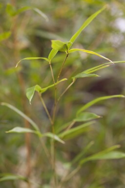 Bambou jaune Phyllostachys aureosulcata 'Spectabilis' arbuste Phyllostachys aureosulcata 'Spectabilis' arbuste