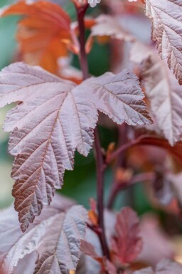 Physocarpe Physocarpus opulifolius 'Little Angel' arbuste Physocarpus opulifolius 'Little Angel' arbuste
