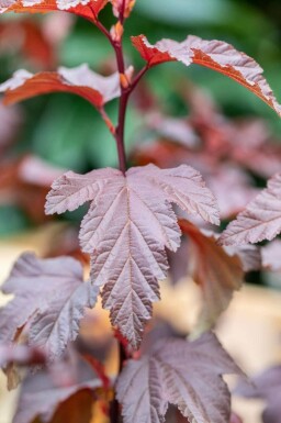 Physocarpe Physocarpus opulifolius 'Little Angel' arbuste Physocarpus opulifolius 'Little Angel' arbuste