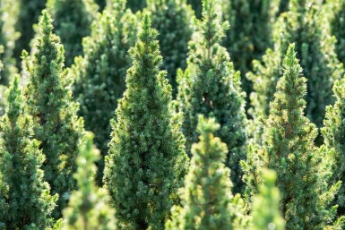 Épinette blanche Picea glauca 'Conica' arbuste Picea glauca 'Conica' arbuste