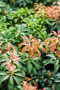 Andromède du japon Pieris japonica 'Bonfire' arbuste Pieris japonica 'Bonfire' arbuste