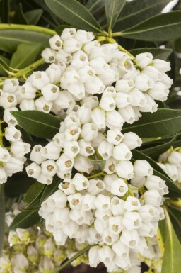 Andromède du japon Pieris japonica 'Debutante' arbuste Pieris japonica 'Debutante' arbuste