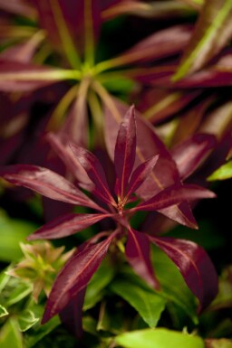 Andromède du japon Pieris japonica 'Katsura' arbuste Pieris japonica 'Katsura' arbuste