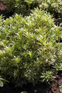 Andromède du japon Pieris japonica 'Variegata' arbuste Pieris japonica 'Variegata' arbuste