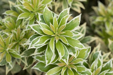Andromède du japon Pieris japonica 'Variegata' arbuste Pieris japonica 'Variegata' arbuste