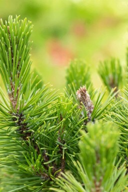 Pin nain Pinus mugo 'Mops' arbuste Pinus mugo 'Mops' arbuste