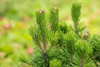 Pin nain Pinus mugo 'Mops' arbuste Pinus mugo 'Mops' arbuste
