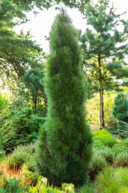 Pin noir Pinus nigra 'Green Tower' arbuste Pinus nigra 'Green Tower' arbuste