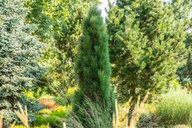 Pin noir Pinus nigra 'Green Tower' arbuste Pinus nigra 'Green Tower' arbuste