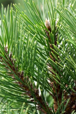 Pin noir Pinus nigra 'Nana' arbuste Pinus nigra 'Nana' arbuste