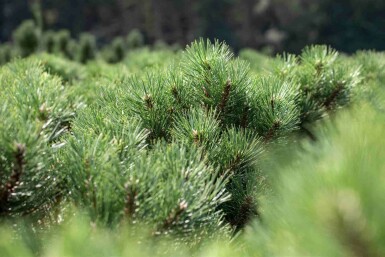 Pin noir Pinus nigra 'Nana' arbuste Pinus nigra 'Nana' arbuste