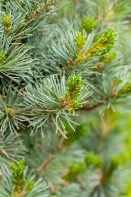 Pin blanc du japon Pinus parviflora 'Negishi' arbuste Pinus parviflora 'Negishi' arbuste