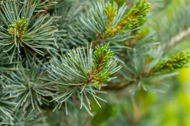 Pin blanc du japon Pinus parviflora 'Negishi' arbuste Pinus parviflora 'Negishi' arbuste