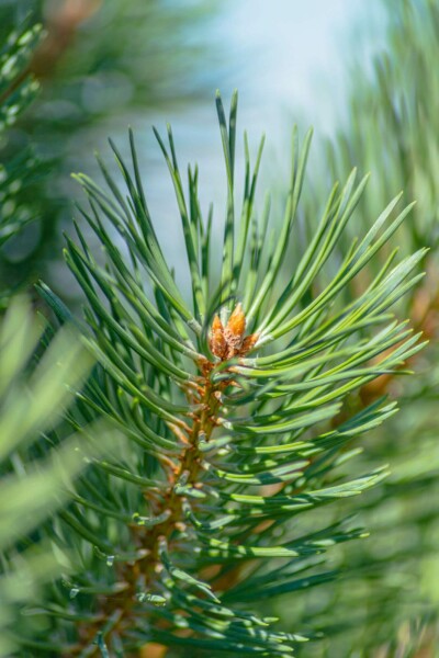 Pin sylvestre Pinus sylvestris arbuste Pinus sylvestris arbuste