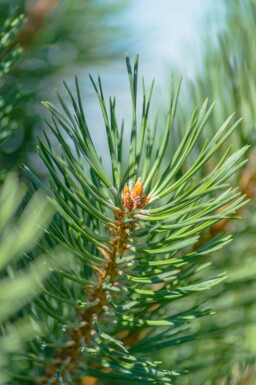 Pin sylvestre Pinus sylvestris arbuste Pinus sylvestris