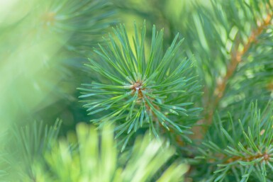 Pin sylvestre Pinus sylvestris arbuste Pinus sylvestris