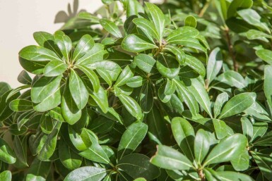 Pittospore du japon Pittosporum tobira 'Nanum' arbuste Pittosporum tobira 'Nanum' arbuste