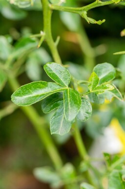 Citronnier épineux Poncirus trifoliata arbuste Poncirus trifoliata arbuste