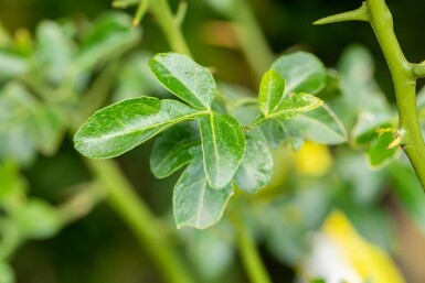 Citronnier épineux Poncirus trifoliata arbuste Poncirus trifoliata arbuste
