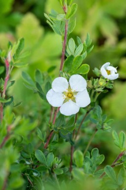 Potentille arbustive Potentilla fruticosa 'Abbotswood' arbuste Potentilla fruticosa 'Abbotswood' arbuste