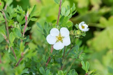 Potentille arbustive Potentilla fruticosa 'Abbotswood' arbuste Potentilla fruticosa 'Abbotswood' arbuste