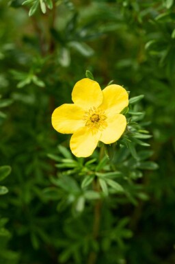 Potentille arbustive Potentilla fruticosa 'Goldfinger' arbuste Potentilla fruticosa 'Goldfinger' arbuste