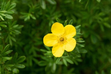 Potentille arbustive Potentilla fruticosa 'Goldfinger' arbuste Potentilla fruticosa 'Goldfinger' arbuste